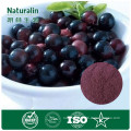 100% natural acai berry extract 4:1 10:1 ratio powder for beverage with Anti-oxidant function